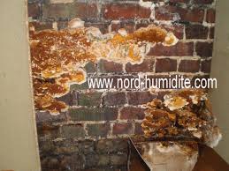 Photo Merule Www Nord Humidite Com Peinture Photos Plancher