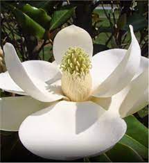 It almost always results in the tree's death. Southern Magnolia Tree On The Tree Guide At Arborday Org