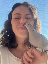 What can be done to help an injured baby Eurasian Collared Dove in South  Florida?