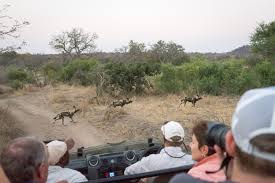 The Ultimate Kruger Park Faq African Budget Safaris