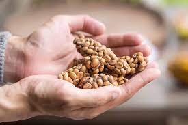Kopi Luwak Busting The Civet Cat Coffee Myth
