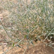 Image result for Crotalaria barkae