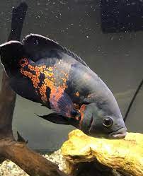 Oscar Fish Oscar Fish Oscar Fish Food Oscar Fish For Sale