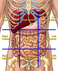 First, let's talk about the anatomical position. Anatomy Quadrants Anatomy Drawing Diagram