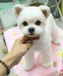 Gather a section of your hair from one side and start making a braid. 15 Very Interesting And Funny Dog Haircuts This Way Come