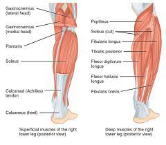Deep cuts to the hand are most common causes. Calf Strain In Runners The Foot People