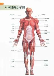 Upper body muscles labeled anatomy of upper torso diagram body muscles defenderauto info. Do You Understand Your Muscles Unlock The Muscle Code For You Inews