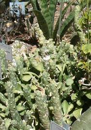 Image result for Monadenium lugardiae