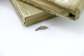 Learn about the small silver bugs in orchid plants with help from a r. How To Get Rid Of Silverfish What Naturally Kills Silverfish