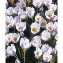 Image result for Pycreus chrysanthus