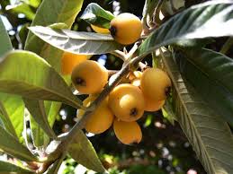 They are lousy at preventing erosion. Show Some Love For L A S Lowly Loquat Good
