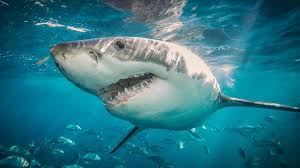 Great white shark spotted hunting stingray. Is Australia Really Seeing More Shark Attacks Bbc News