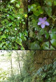 Image result for Isopyrum nipponicum
