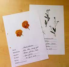 Alles wissen über ätherische öle von a bis z. Wiese Herbarium Gestalten Grundschule Und Basteln Der Blog Von Beate Kurt