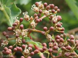 Image result for Parthenocissus quinquefolia