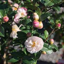 It's a great day to get started on your next home improvement project. Home Flowertown Garden Center
