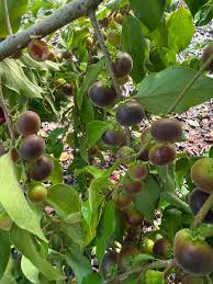 Image result for Dovyalis xanthocarpa