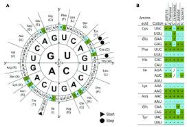 Relations between replication and transcription. Codon Usage Bias Wikipedia
