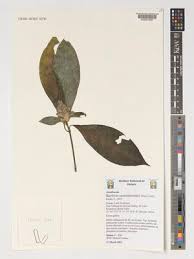 Image result for Barleria oxyphylla