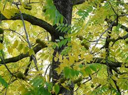 One of the common misconceptions about all trees, not just black walnut, is just how far the root system grows. Black Walnut Trees Facts About The Infamous Black Walnut The Old Farmer S Almanac