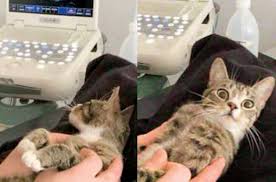 Kilo Almaya Baslayinca Sahibi Veterinere Goturdu Sonuca Kedi Bile Sasirdi