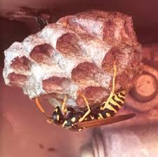 As others have mentioned, this comment just puts them all together. Get Rid Of Wasps Advice Ireland