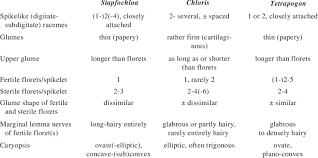 Image result for Brachyachne patentiflora