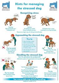 Hints For Managing The Stressed Dog Dog Training Obedience Dog Training Dog Behavior