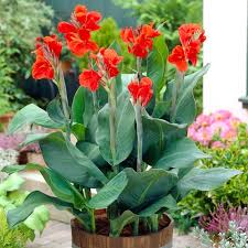 Image result for Canna