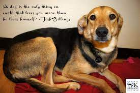 Home Ok Humane Dogs Foster Dog Dog Adoption