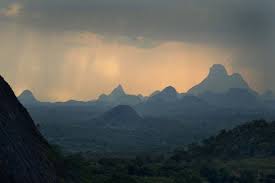 Image result for Commiphora fulvotomentosa