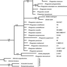 Image result for Philyrophyllum schinzii