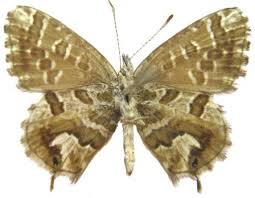 Image result for Syncolostemon flabellifolius