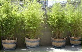 Wine Barrel Planter Sales Photos Patio Landscaping Backyard Landscaping Designs Backyard Landscaping