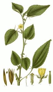 Image result for Corchorus saxatilis