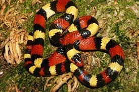 Scarlet Kingsnake Coral Snake Snake Black And Yellow Snake
