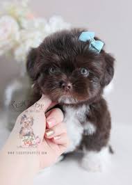 Buy shih tzu puppies and get the best deals at the lowest prices on ebay! Shih Tzu Newborn Teacup Pomeranian Puppy Novocom Top