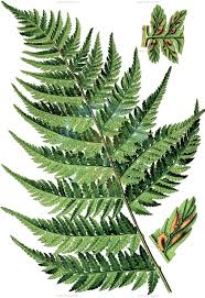 Image result for Aspleniaceae