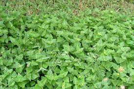 Image result for Calyptocarpus vialis