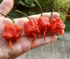 Maybe you would like to learn more about one of these? 50 Seeds Of The 5 Hottest Chillies Collection 5