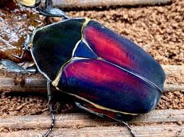 Image result for Englerina muerensis