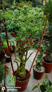 Image result for Adenia rumicifolia