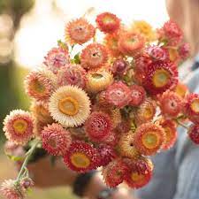 Strawflower Apricot Mix Focal Flowers In 2020 Australian Native Flowers Blooming Flowers Year Round Flowers