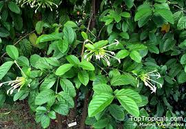 Image result for Loxogramme latifolia