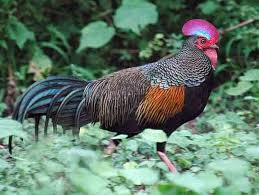 5 Jenis Ayam Hutan Terlengkap