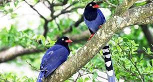 台灣藍鵲(taiwan blue magpie), taken at yangmingshan, taiwan. å°ç£è—éµ²ç¯‰å·¢å¤§ç¦åœ‹å°æœ€ç¾Žé¢¨æ™¯ ç¿»çˆ† ç¿»å ±