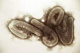 ¿cuáles son los síntomas del virus de la india. T8ltnwv6yxj53m