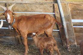 This lamancha doe has twice before, and to my knowledge, there were no complications. Kidding Goat Pregnancy And Labor Mother Earth News