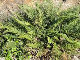 Image result for Pityrogramma argentea