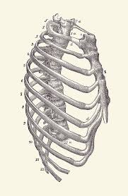 The thoracic cage consists of the 12 thoracic vertebrae, the associated intervertebral discs, 12 pairs of ribs with their costal cartilages, and the sternum. Rib Cage Diagram Vintage Anatomy Print 2 Drawing By Vintage Anatomy Prints